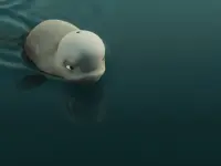 نهنگ سفید شجاع-Katak: The Brave Beluga نهنگ سفید شجاع-Katak: The Brave Beluga